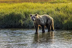 Crossing: Grizzly bear cub crossing grassy meadow, Lake Clark