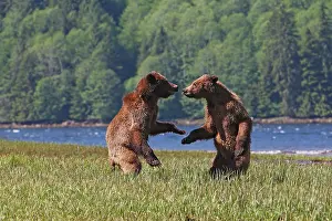 Wrestling: Grizzly Bear - two cubs play-fighting / wrestling