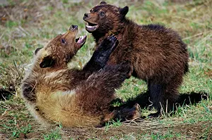 Submissive: Grizzly BEAR - cubs playing / wrestling in Spring