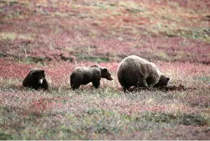 Digging: GRIZZLY BEAR with cubs x two
