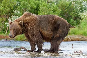 Defecating: Grizzly Bear - defecating in the river