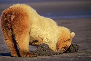 Razor: Grizzly Bear digging for razor clams on an Alaskan