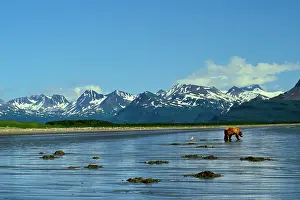 Razor: Grizzly Bear digging razor clams on Alaskan beach