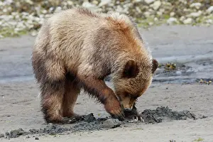 Clams: Grizzly Bear - eating clams on estuary beach
