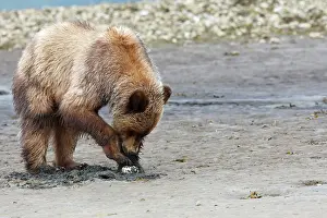 Clams: Grizzly Bear - eating clams on estuary beach