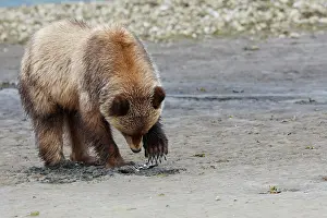 Clams: Grizzly Bear - eating clams on estuary beach -