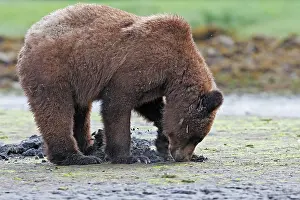 Clams: Grizzly Bear - eating clams on estuary beach -