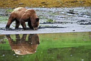 Clams: Grizzly Bear - eating clams on estuary beach