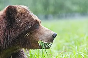 Scars: Grizzly Bear - eating grass showing wounds / scars on face
