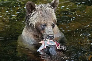 Salmons: Grizzly bear - eating salmon in river