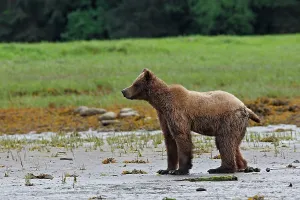Faeces: Grizzly Bear - on edge of estuary defecating