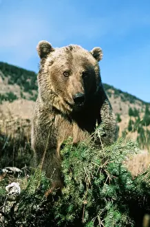 Francois Gohier: GRIZZLY BEAR - facing