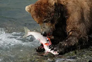 Salmons: Grizzly Bear - feeding on salmon