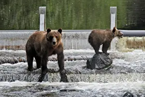 Salmons: Grizzly bear - female with cub fishing for salmon in river