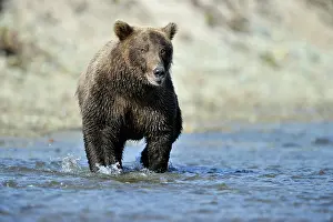 Katmai: Grizzly Bear fishing