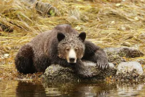 Mussel: Grizzly bear - fishing for salmon in Mussel Bay