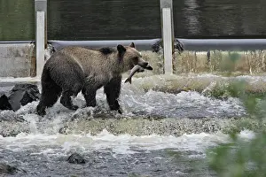 Salmons: Grizzly bear - fishing for salmon in river