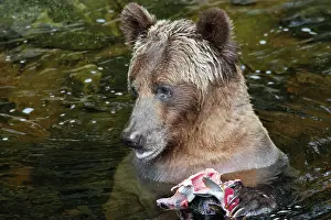Salmons: Grizzly bear - fishing for salmon in river