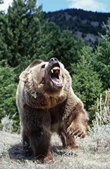 Strength: GRIZZLY BEAR - Foreleg up, roaring