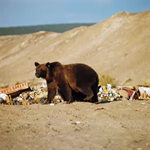 Scavenge: Grizzly Bear and Garbage