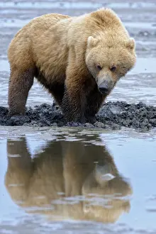 Clam: Grizzly Bear - Grizzly Bear clamming on beach at
