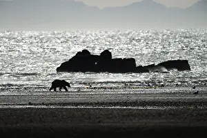 Clam: Grizzly Bear - Grizzly Bear clamming on beach at
