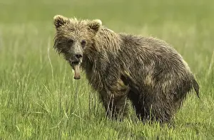Sting: Grizzly Bear - Grizzly Bear cub with a bee sting