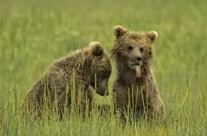Sting: Grizzly Bear - Grizzly Bear cub with a bee sting