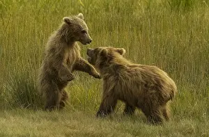 Clark: Grizzly Bear - Grizzly Bear cubs playing - North