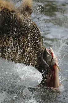Horribilis: Grizzly Bear - Grizzly Bear with a fish in mouth