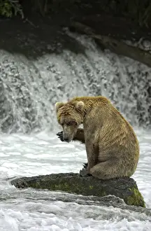 Horribilis: Grizzly Bear - Grizzly Bear fishing for salmon in