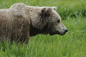 Clark: Grizzly Bear - Grizzly Bear in grass - North America