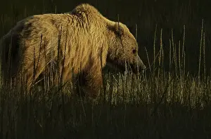 Clark: Grizzly Bear - Grizzly Bear in grass at sunset -