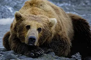 Clark: Grizzly Bear - Grizzly Bear laying near river bank