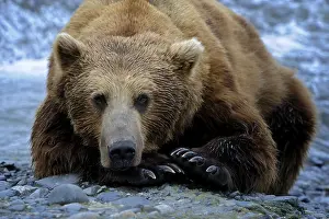 Horribilis: Grizzly Bear - Grizzly Bear laying near river bank