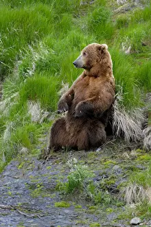 Clark: Grizzly Bear - Grizzly Bear sitting in grass - North