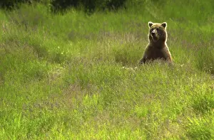 Horribilis: Grizzly Bear - Grizzly Bear sitting in grass - North