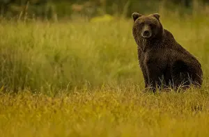 B Moose Peterson: Grizzly Bear - Grizzly Bear sitting in grass - North