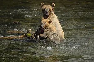 Horribilis: Grizzly Bear - Grizzly Bear sow and cub eating a
