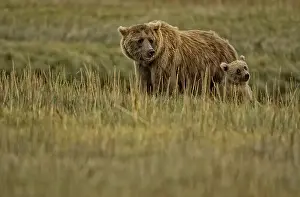 Clark: Grizzly Bear - Grizzly Bear sow and cub in grass