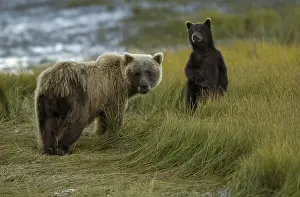 Clark: Grizzly Bear - Grizzly Bear sow with cub standing