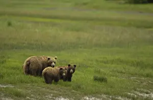 Clark: Grizzly Bear - Grizzly Bear sow with cubs in grass