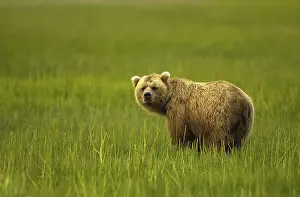 Middendorffi: Grizzly Bear - Grizzly Bear sow in grass - North