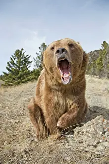 Sound: Grizzly bear, grizzly bears (Ursus arctos horribilis)