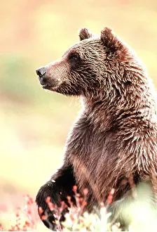 Martin Grosnick: GRIZZLY BEAR - head & shoulders