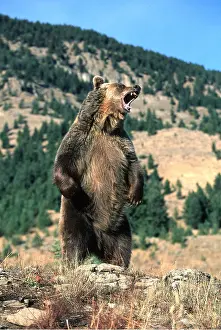 Francois Gohier: GRIZZLY BEAR - on hind legs & roaring