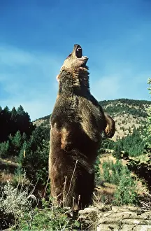 Francois Gohier: GRIZZLY BEAR - on hind legs, roaring