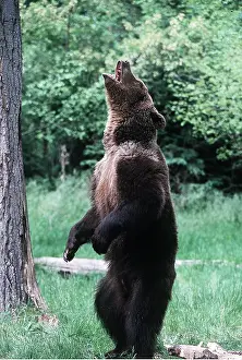 Grizzly: GRIZZLY BEAR - on hind legs, roaring