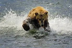 Horribilis: Grizzly Bear - Kodiak Grizzly Bear fishing in a