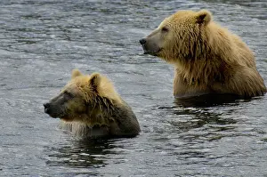 Horribilis: Grizzly Bear - Kodiak Grizzly Bear fishing in a